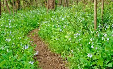 Использование колокольчиков в саду