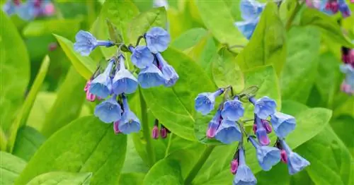 Колокольчики из Вирджинии