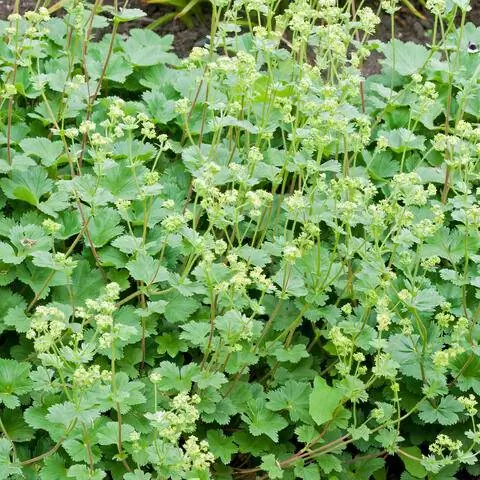 Мантия карликовой дамы (Alchemilla erythropoda)