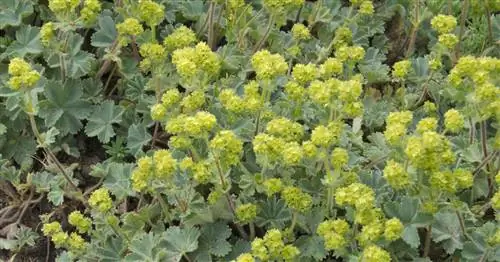 Мантия гномьей леди