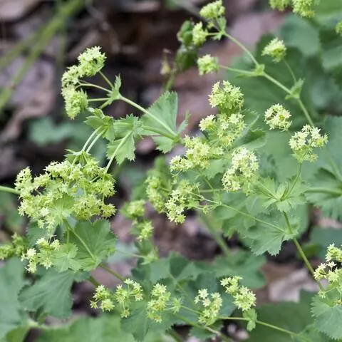 Мантия изысканной леди (Alchemilla epipsila)