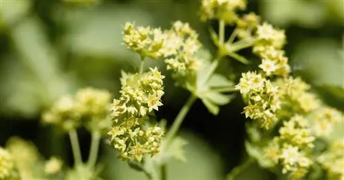 Мантия миниатюрной леди, Мантия лысой леди