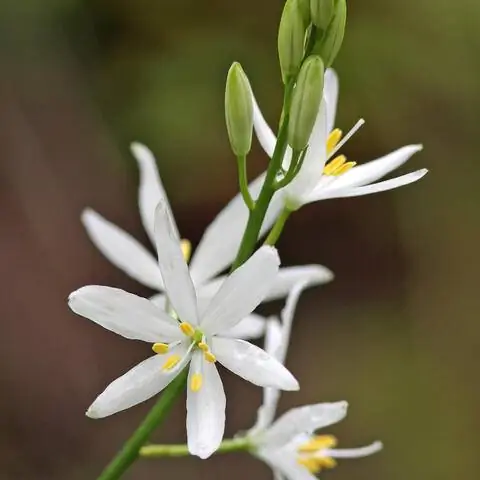 Звездчатые цветки безузловой травяной лилии (Anthericum liliago)