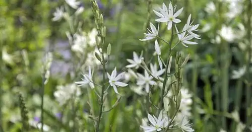 Безветвистая травяная лилия, кистевидная травяная лилия