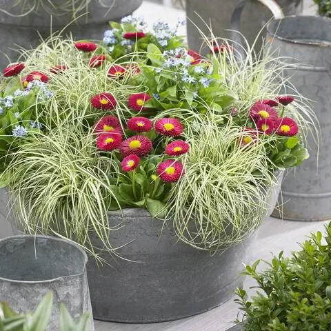 Carex oshimensis EverColor 'Everlite', Bellis, Myosotis