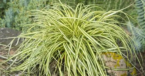 Японская золотая осока