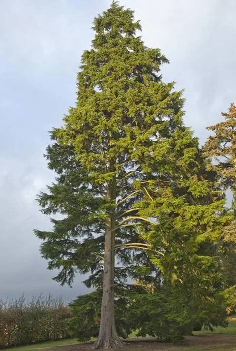 Болиголов западный