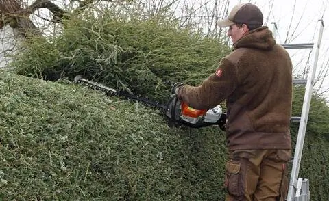 Болиголов западный как живая изгородь