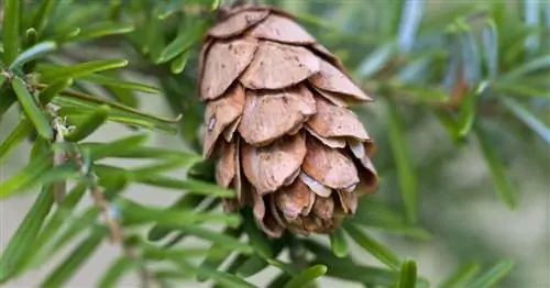 Болиголов западный