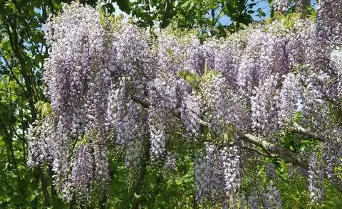 Глициния флорибунда 'Мультижуга'