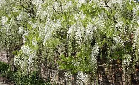 Сорт японской глицинии ‘Alba’