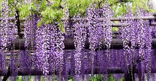 Глициния японская