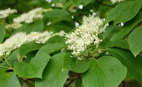 Пагода цветы кизила