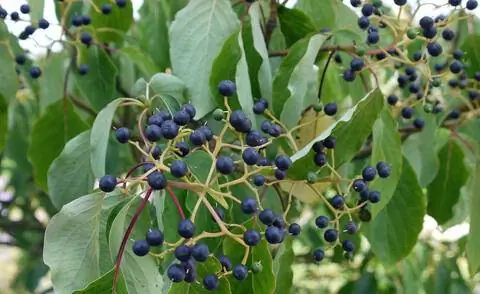 Плоды кизила пагоды