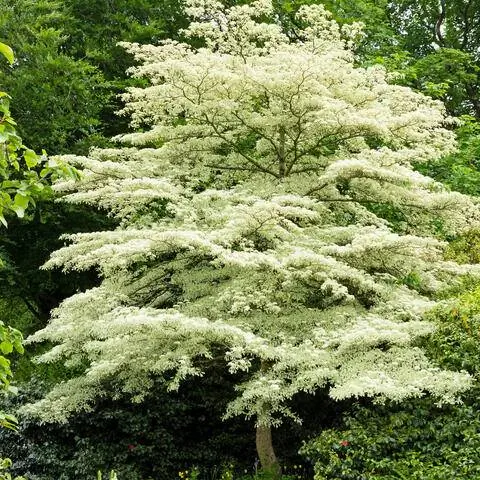 Cornus controversa 'Variegata'