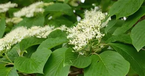 Пагода Кизил, Ярусный кизил