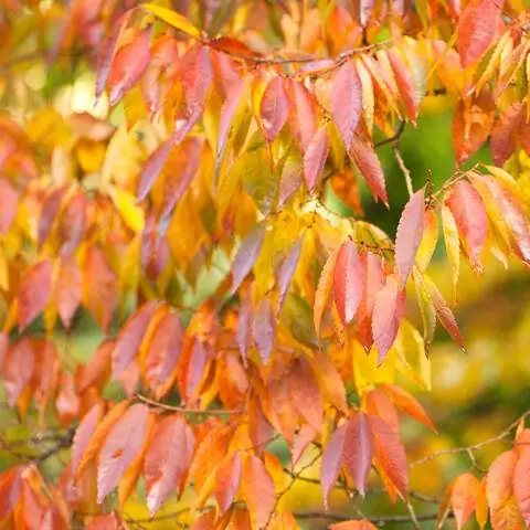 Осенние краски дзельквы японской (Zelkova serrata)