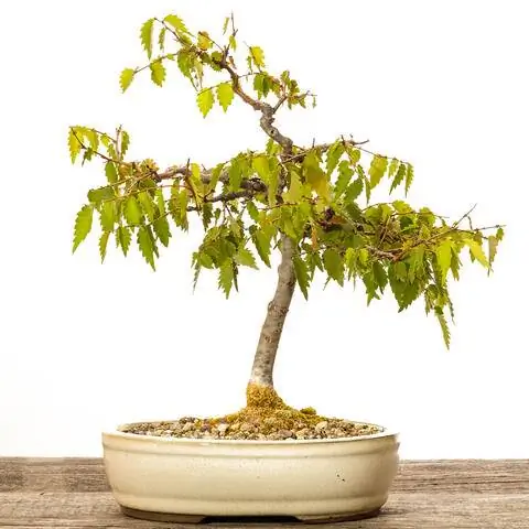 Дзелькова японская (Zelkova serrata) как бонсай