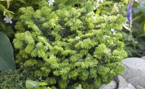 Пихта бальзамическая 'Нана'