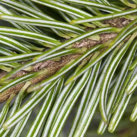 Хвоя пихты белой (Abies alba)