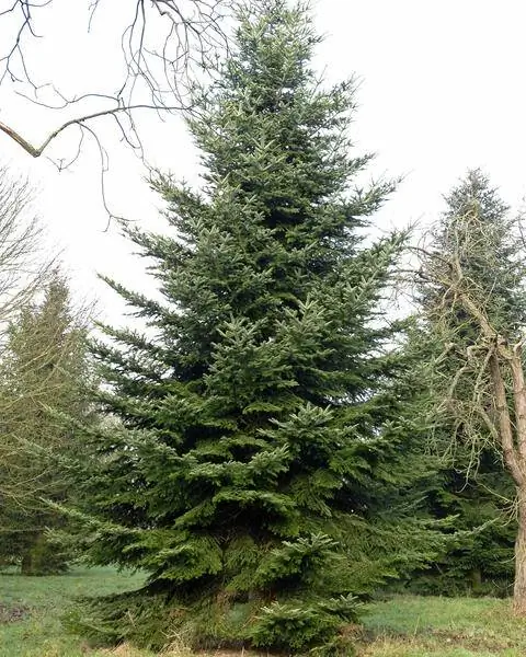 пихта белая (Abies alba)