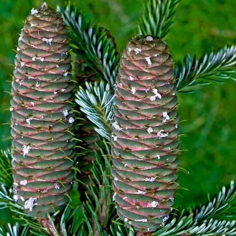 Шишки пихты белой (Abies alba)