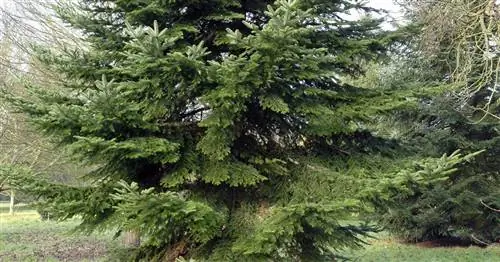 Пихта серебристая