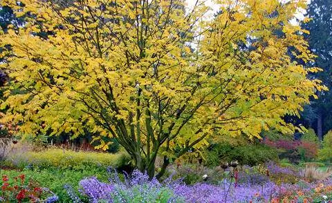Красочный подсев желтого дерева американского (Cladrastis lutea).