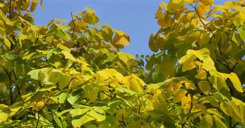 Американский Йеллоувуд