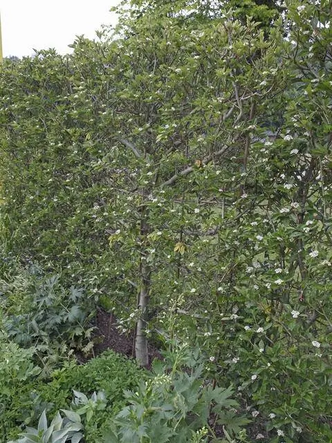 Боярышник сливолистный, выращиваемый в виде шпалеры