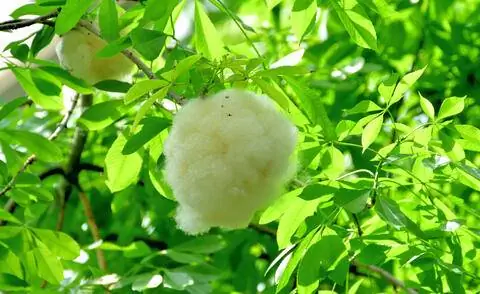 Лопающиеся плоды дерева шелковой нити (Ceiba speciosa)