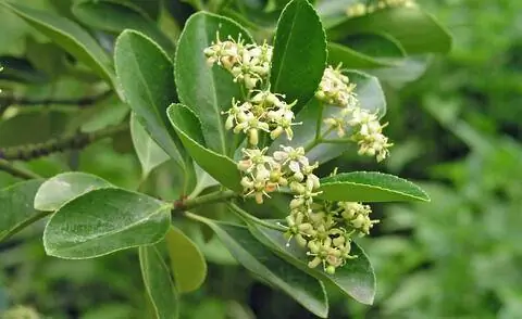 Цветы японского бересклета