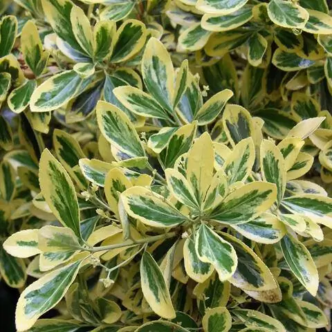 Японский веретенообразный сорт Albomarginatus