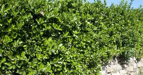 Японское бересклет