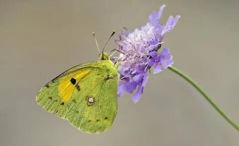 Бабочка на цветке чесоточного голубя