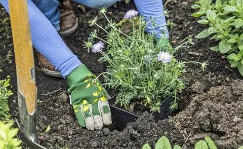Растение голубиное чесоточное