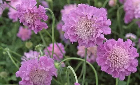 Голубь чесоточный сорт 'Pink Mist'