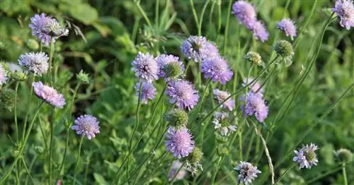 Чесоточный голубь