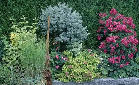 Ива швейцарская (Salix Helvetica), выращенная в виде стебля