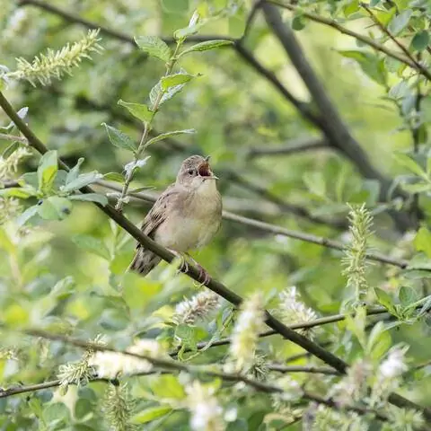 Ива ясеневая (Salix cinerea)