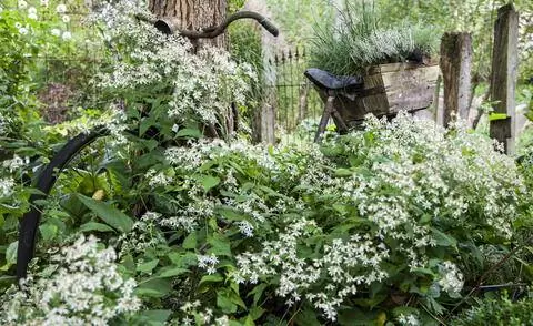Старый велосипед между белой лесной астрой