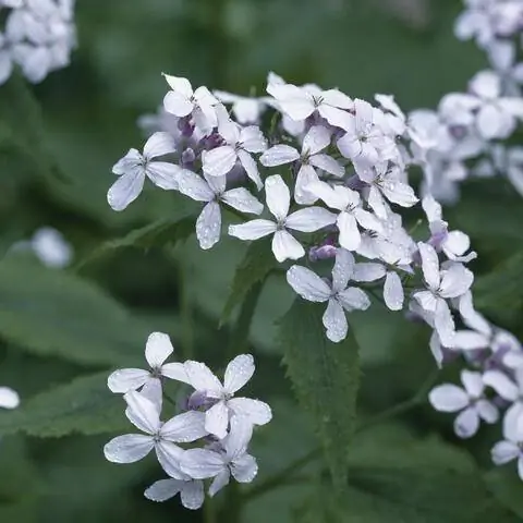 Стойкий Серебряный Лист