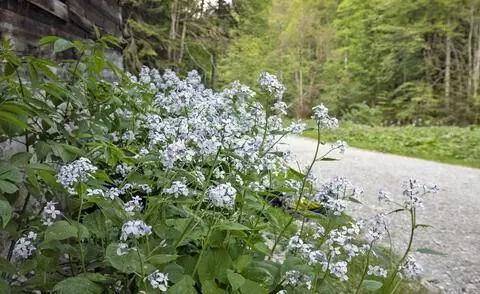 Многолетнее сусальное серебро на обочине