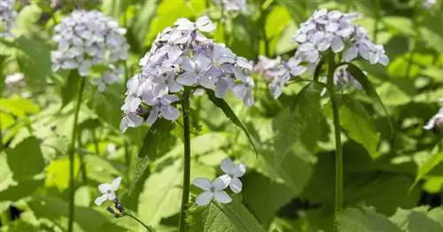 Стойкий Серебряный Лист