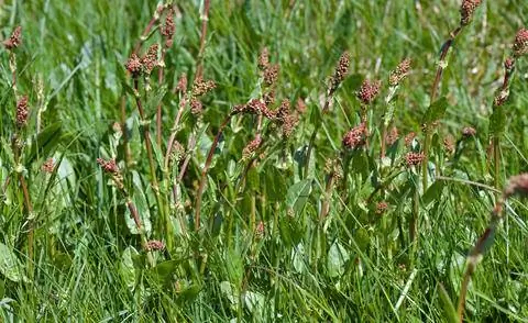 Щавель Rumex acetosella