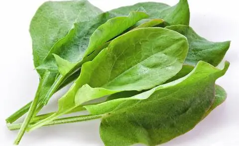 Листья щавеля малого (Rumex acetosella)