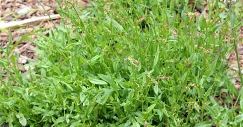 Щавель маленький