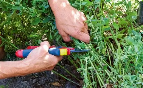 Вырезать кошачью мяту