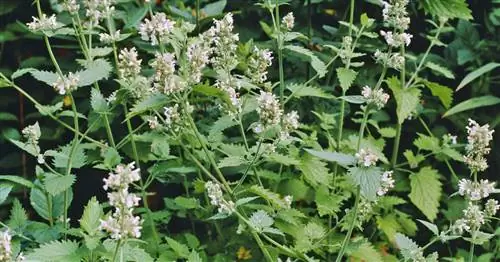 Настоящая кошачья мята