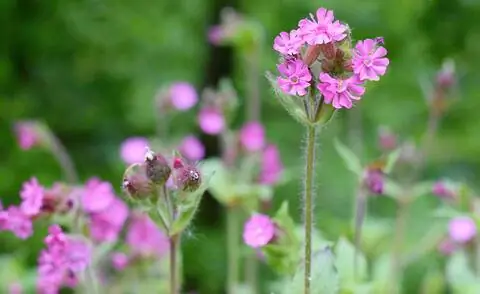 Красный кампион